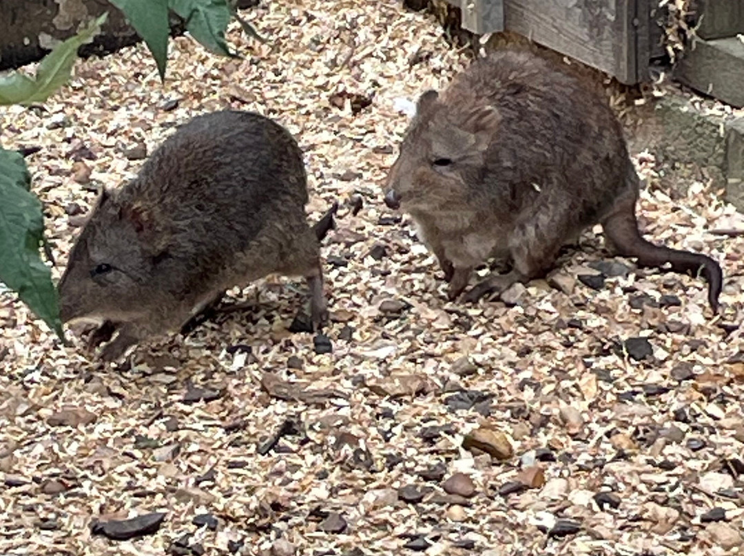Hamerton Zoo Park-Sawtry必去景点