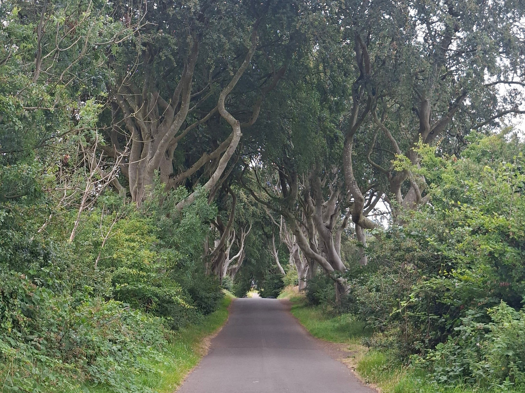 The Dark Hedges-巴利马尼必去景点