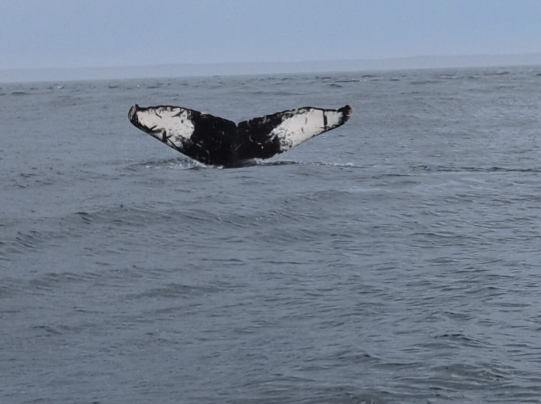Freeport Whale & Seabird Tours-Freeport必去景点