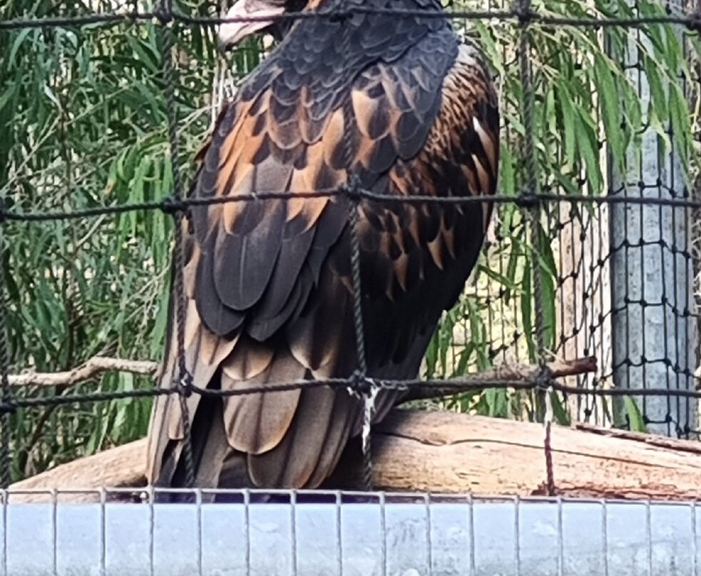 Capes Raptor Centre-玛格丽特河必去景点