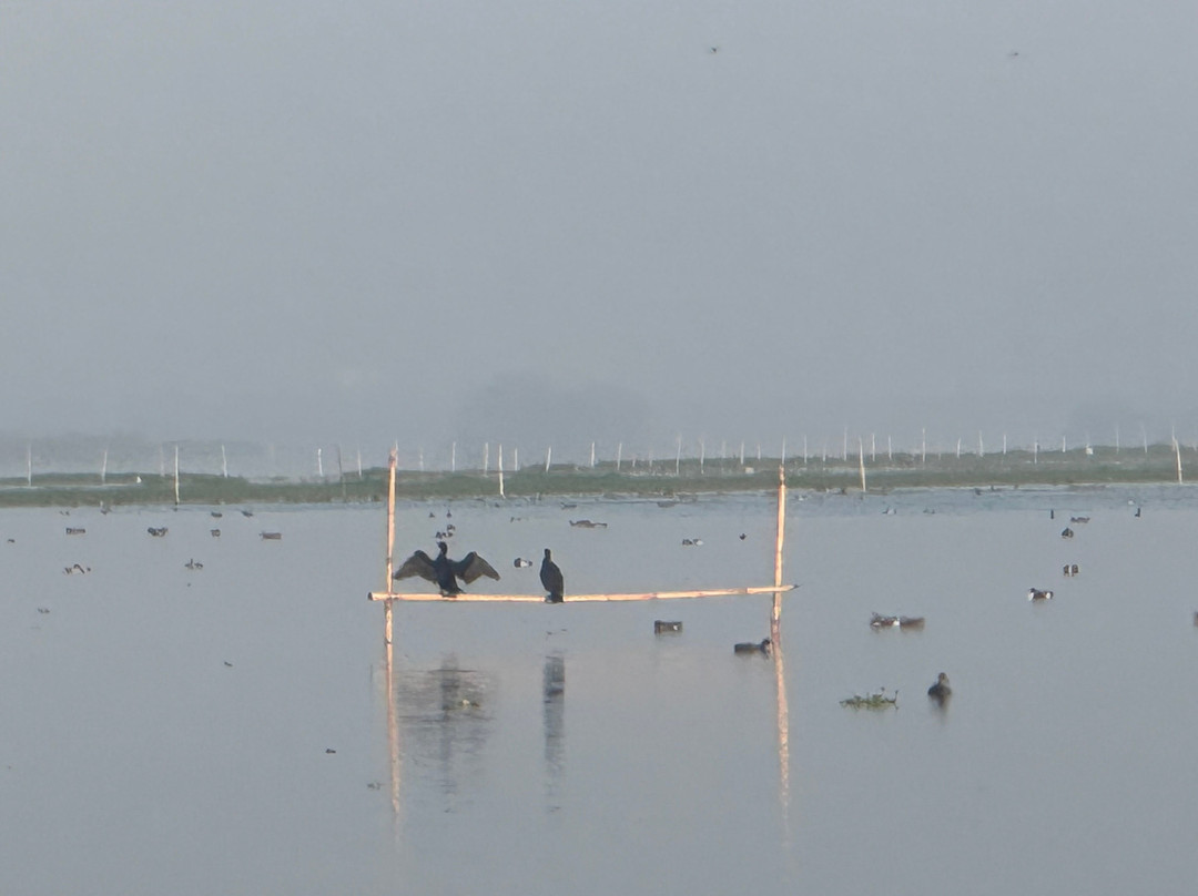 Okhla Bird Sanctuary-诺伊达必去景点