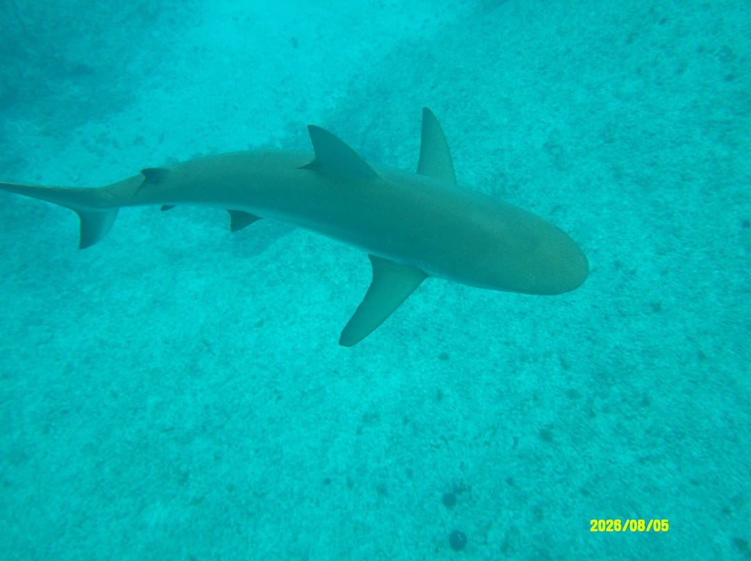 Neal Watson's Bimini Scuba Center-Alice Town必去景点