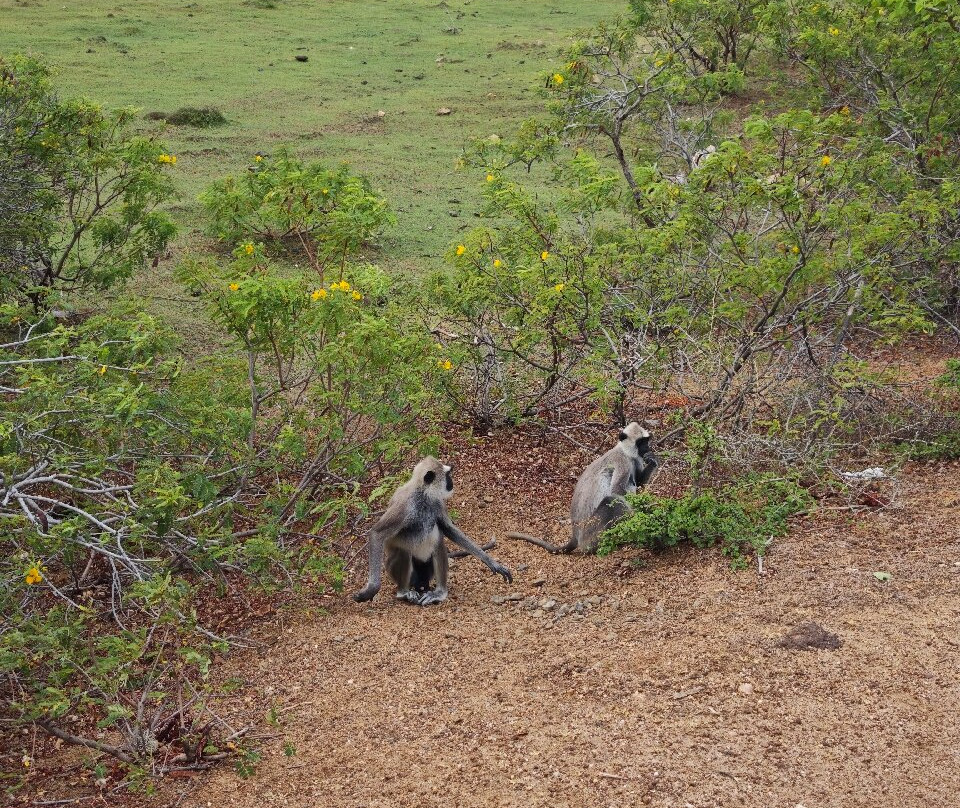 Freedom Safari Jeep Tours-蒂瑟默哈拉默必去景点