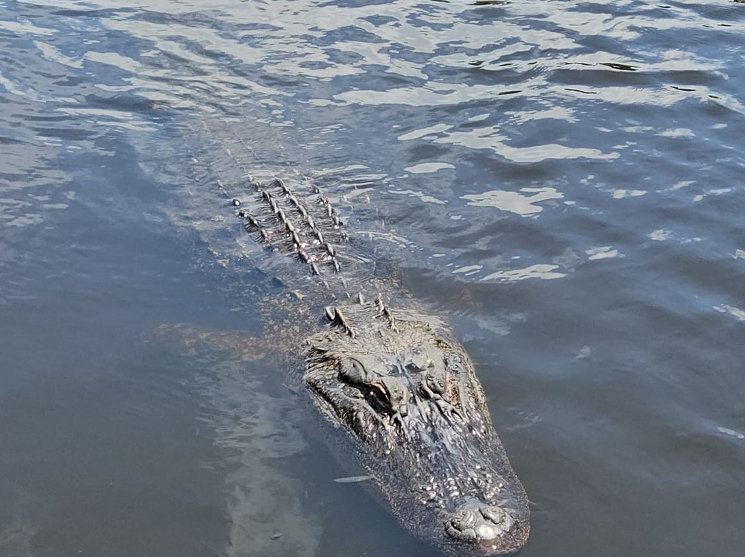 Atchafalaya Basin Landing & Airboat Swamp Tours-布里奥克斯桥必去景点