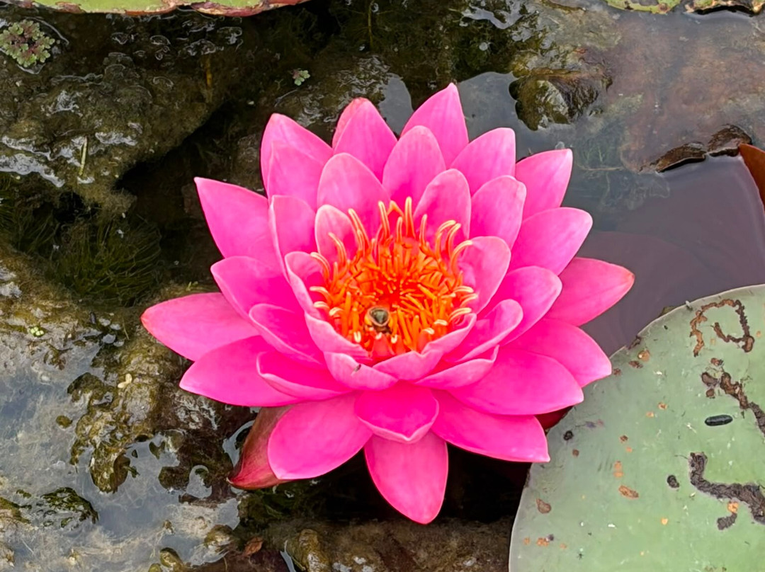 Bennetts Water Gardens-Chickerell必去景点