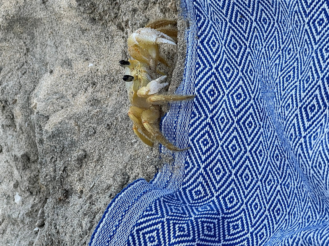 Plage des Salines-Sainte-Anne必去景点