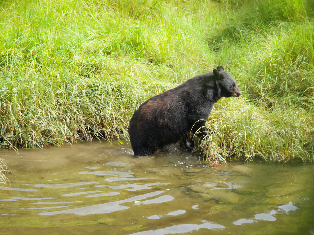 Alaska Rainforest Sanctuary-凯奇坎必去景点