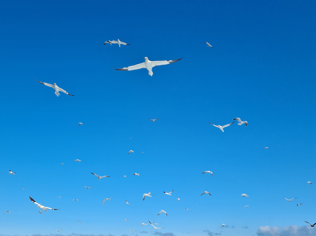 Seabirds and Seals - The Original Noss Boat Tours-Lerwick必去景点