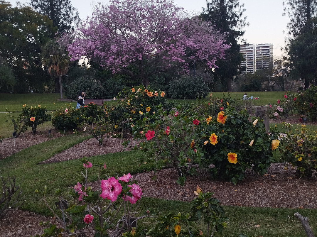 市区植物园-布里斯班必去景点