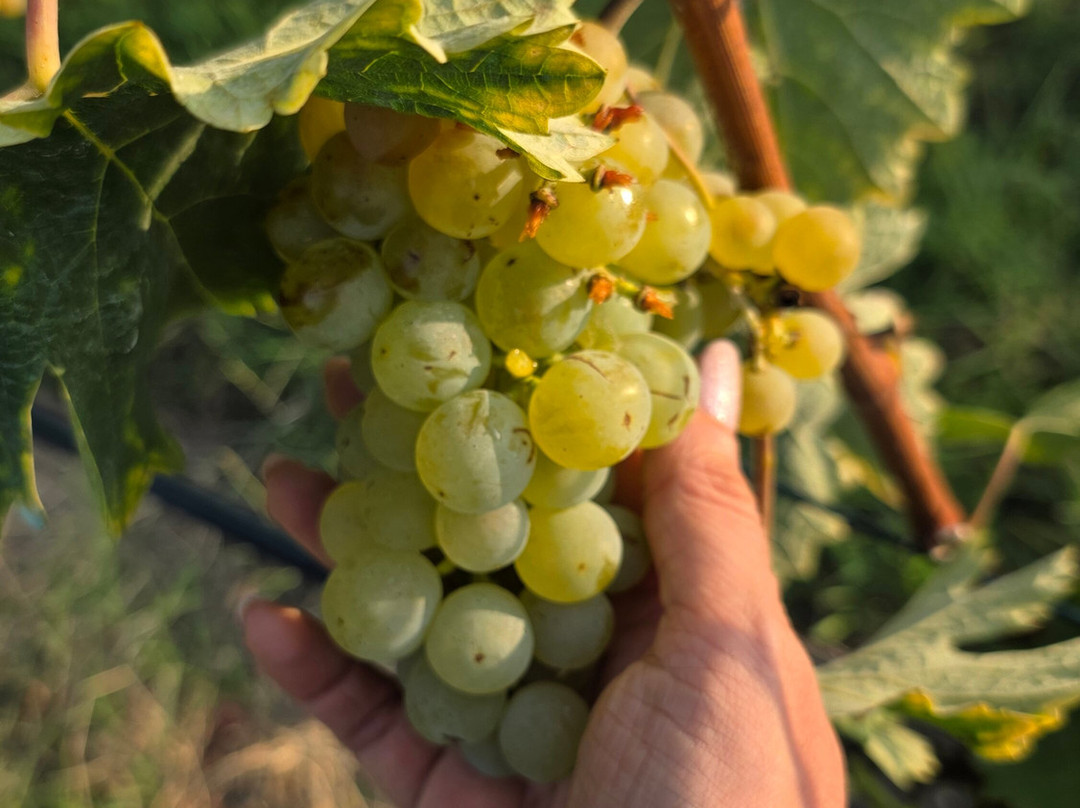 Shumi Winery-Tsinandali必去景点