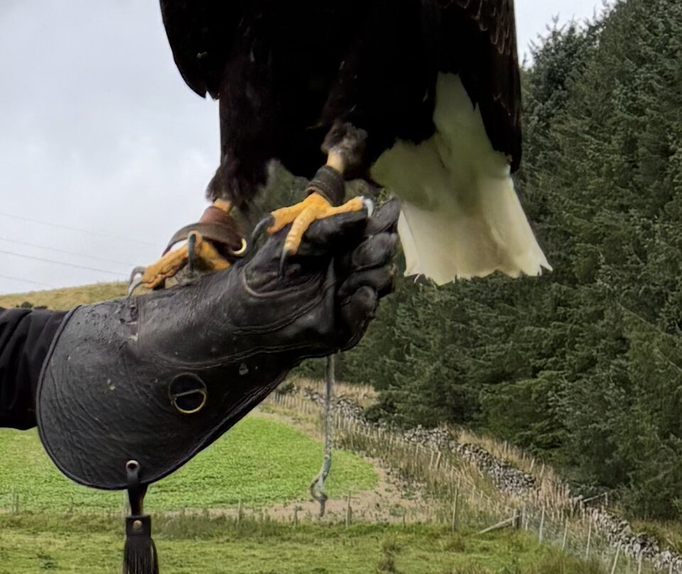 Huntly Falconry-Huntly必去景点