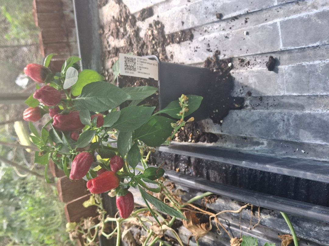 Edible Ornamentals-Chawston必去景点
