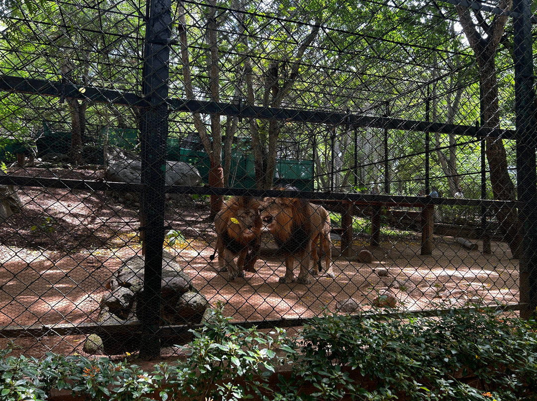 Bannerughatta Biological Park-班加罗尔必去景点