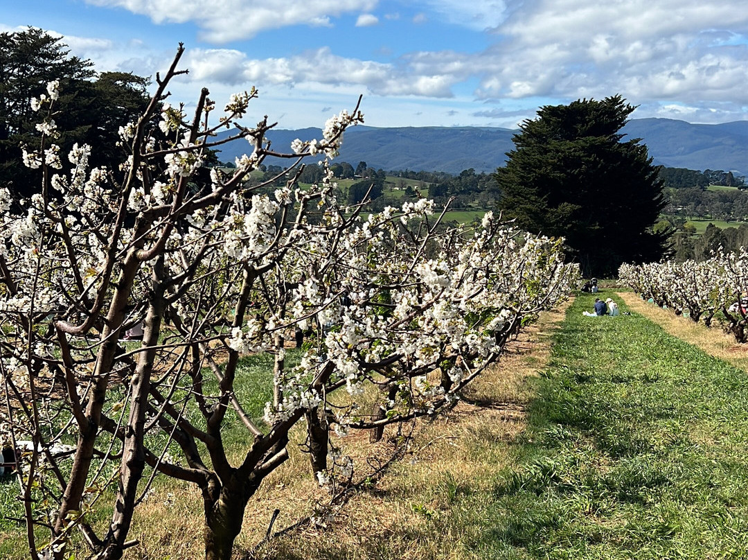 Cherryhill Orchards-Wandin East必去景点