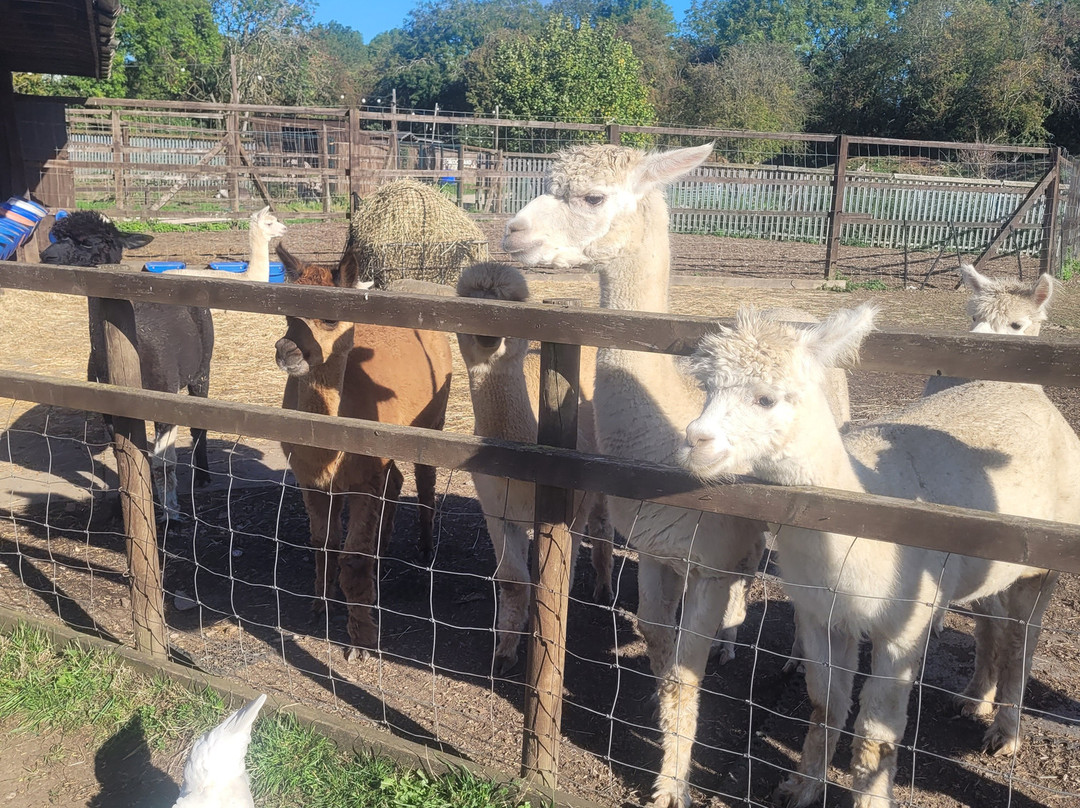 Willow Tree Family Farm-Shirebrook必去景点