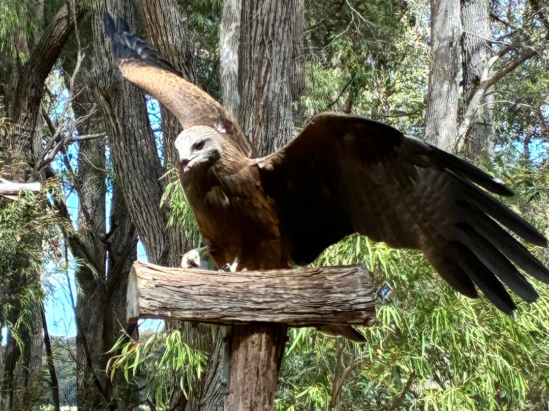 Capes Raptor Centre-玛格丽特河必去景点