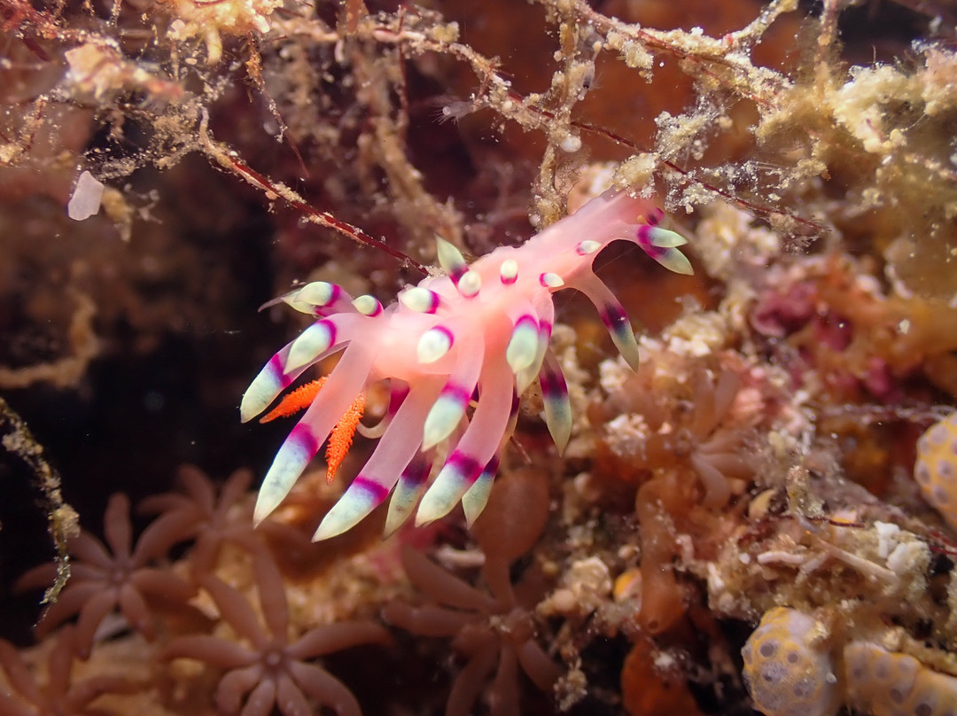 Haka Dive Center-Panglao必去景点