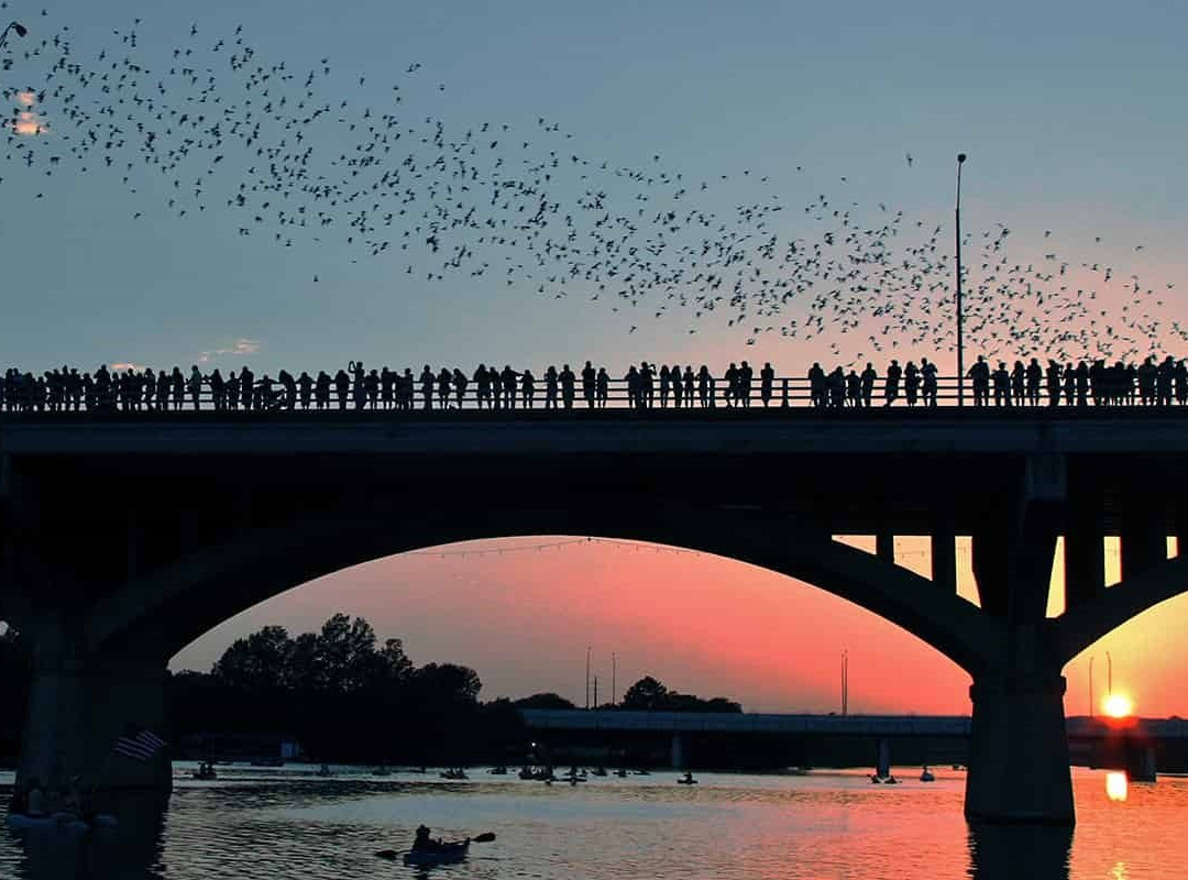 奥斯丁旅游景点-Congress Avenue Bridge Bat Watching