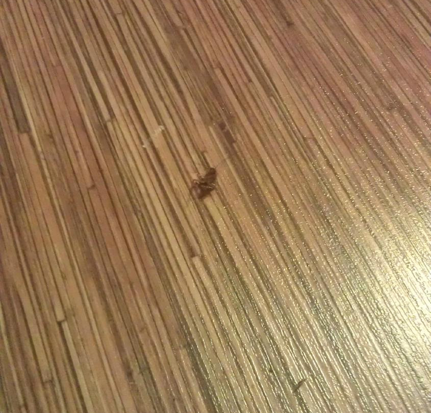 Motel 6 Houston North - Spring