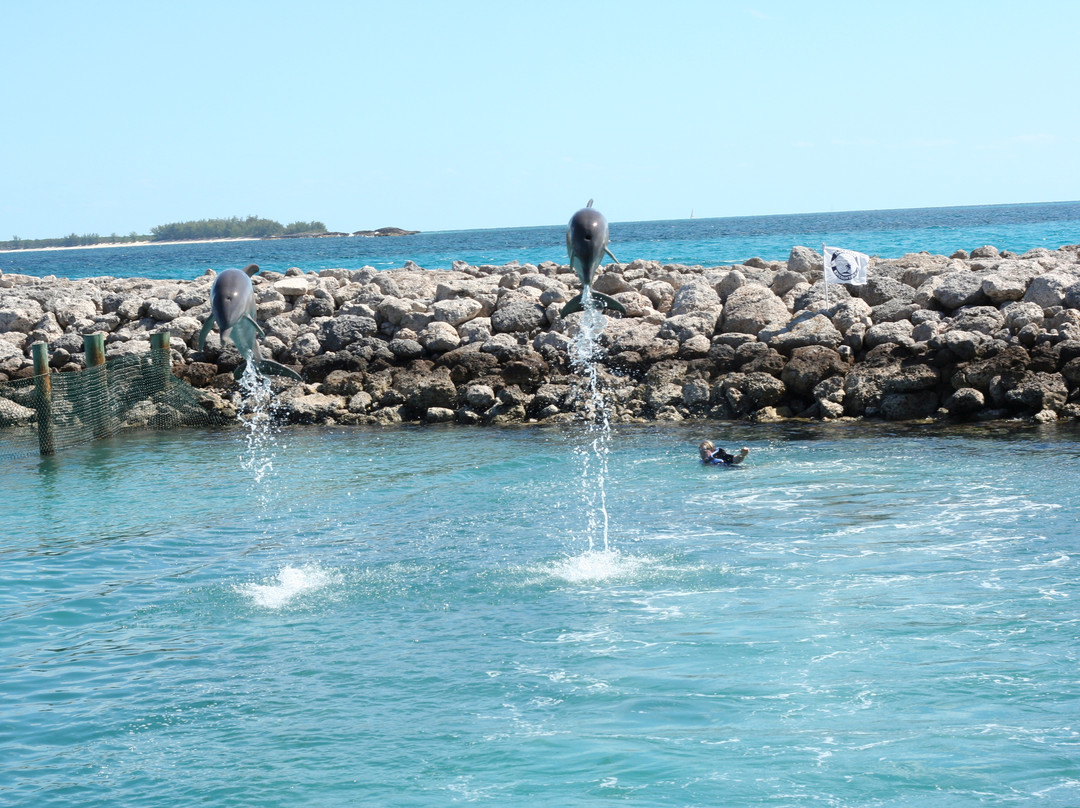 Dolphin Encounters-拿骚必去景点
