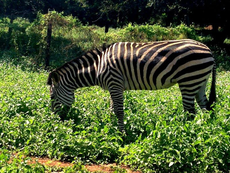 Munda Wanga Environmental Park-Chilanga必去景点