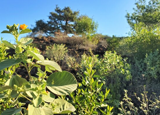 Waikoloa Dry Forest Initiative景点图片