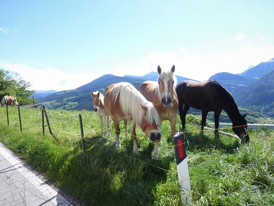 Barbiano酒店住宿-Kircher Sepp
