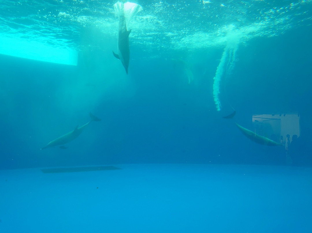 Shikoku Aquarium景点图片