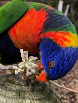 Bunbury Wildlife Park景点图片