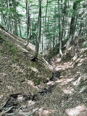 Bosco della Martese-Valle Castellana必去景点