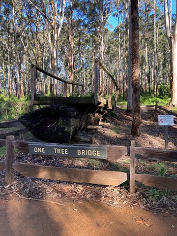 One Tree Bridge-Manjimup必去景点