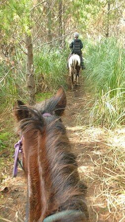 Muriwai Beach Horse Treks景点图片