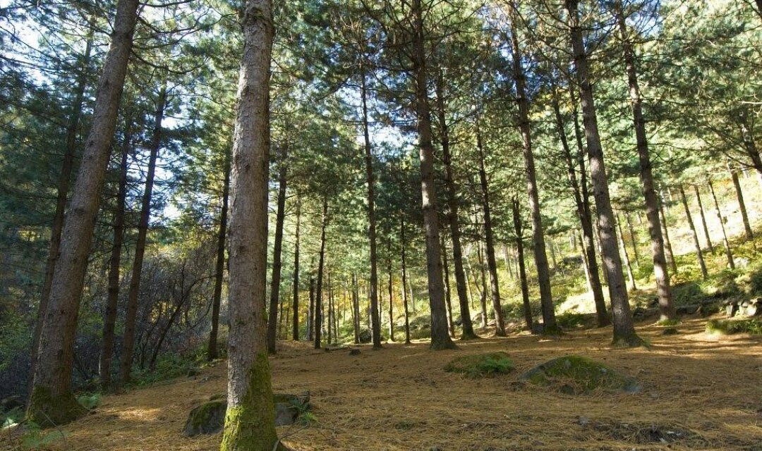 Cheongoksan Recreational Forest