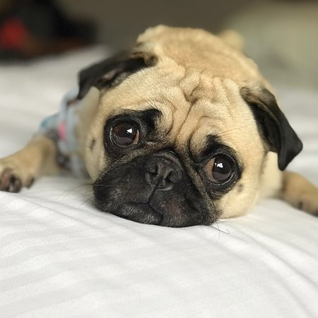 Kemah Edgewater Hotel, SureStay Collection By Best Western主图