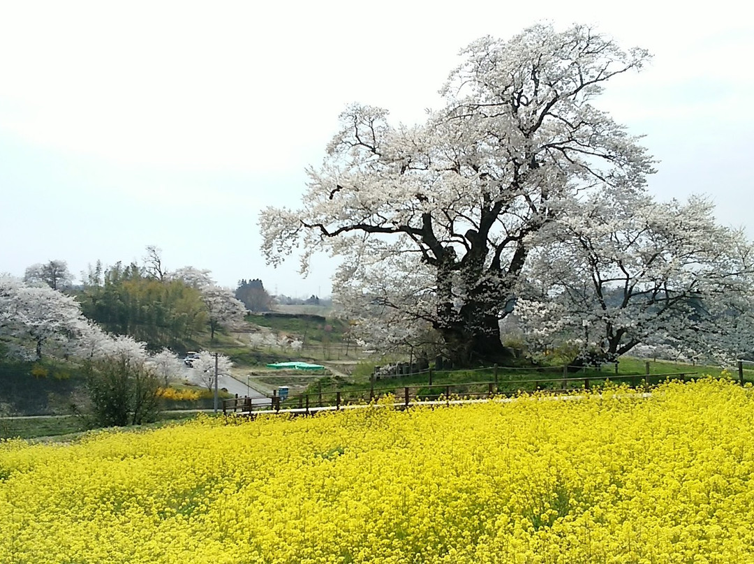 Shionosaki Cherry Blossoms景点图片