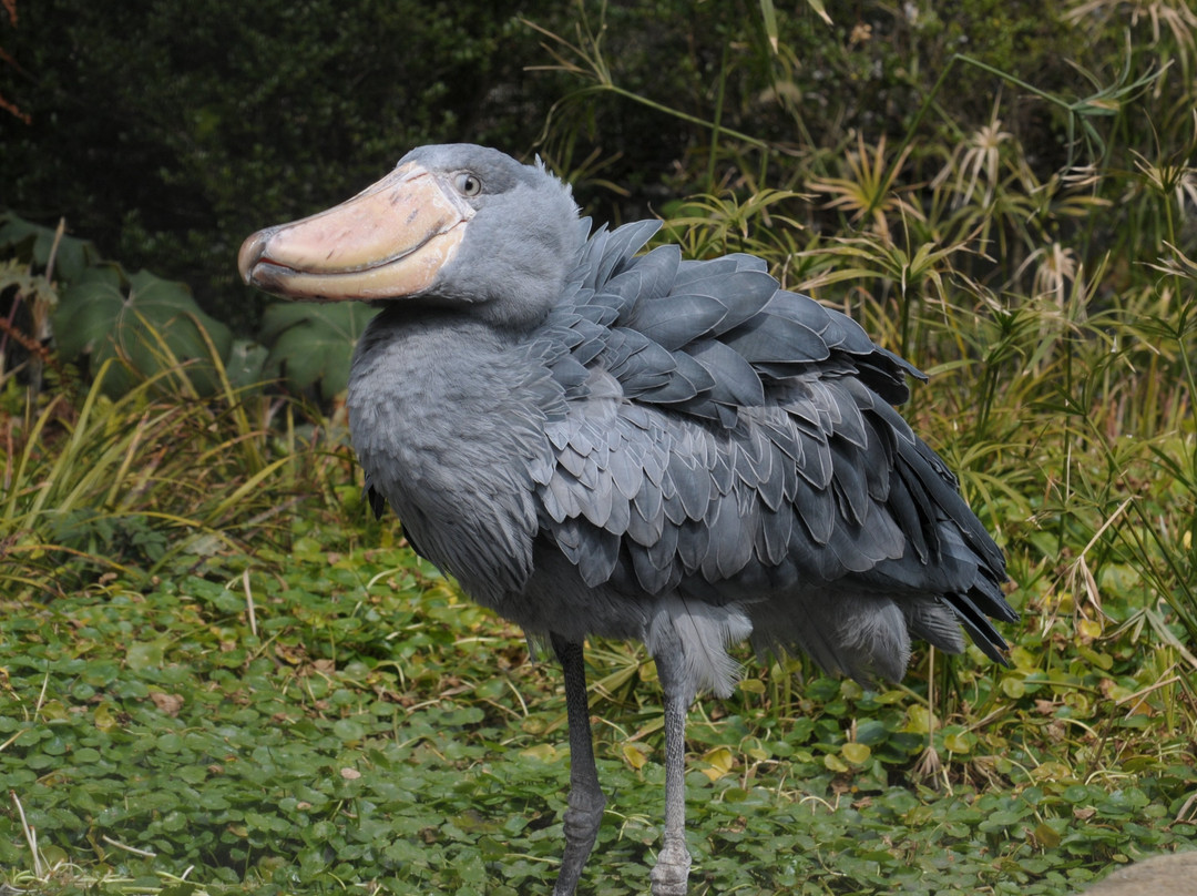 Noichi Zoological Park of Kochi Prefecture