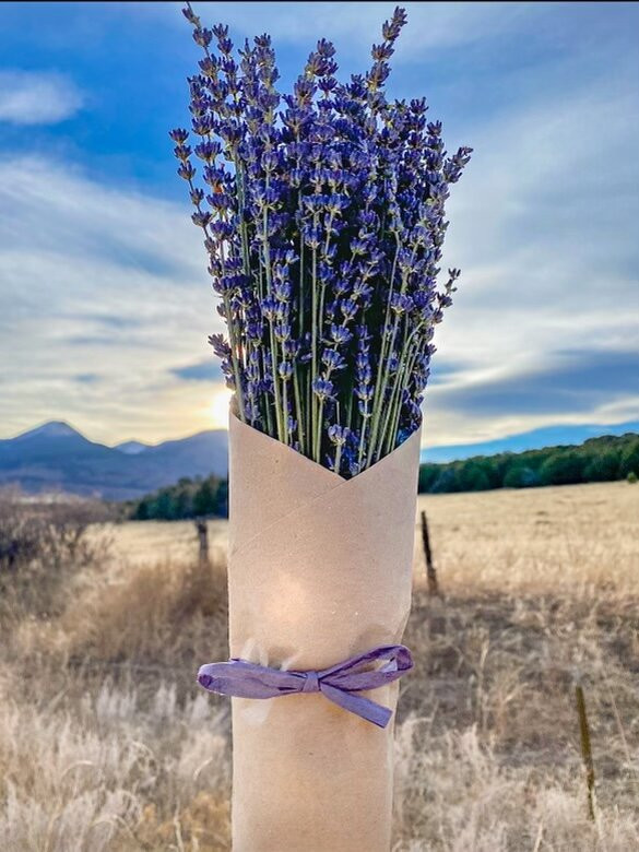 Colorado Mountain Lavender, Llc景点图片