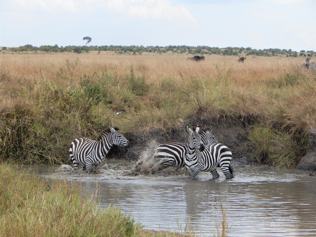 Zebra Guest House