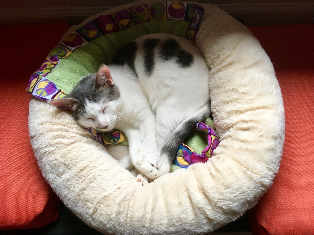 Woodbridge旅游景点-Mew Haven Cat Cafe