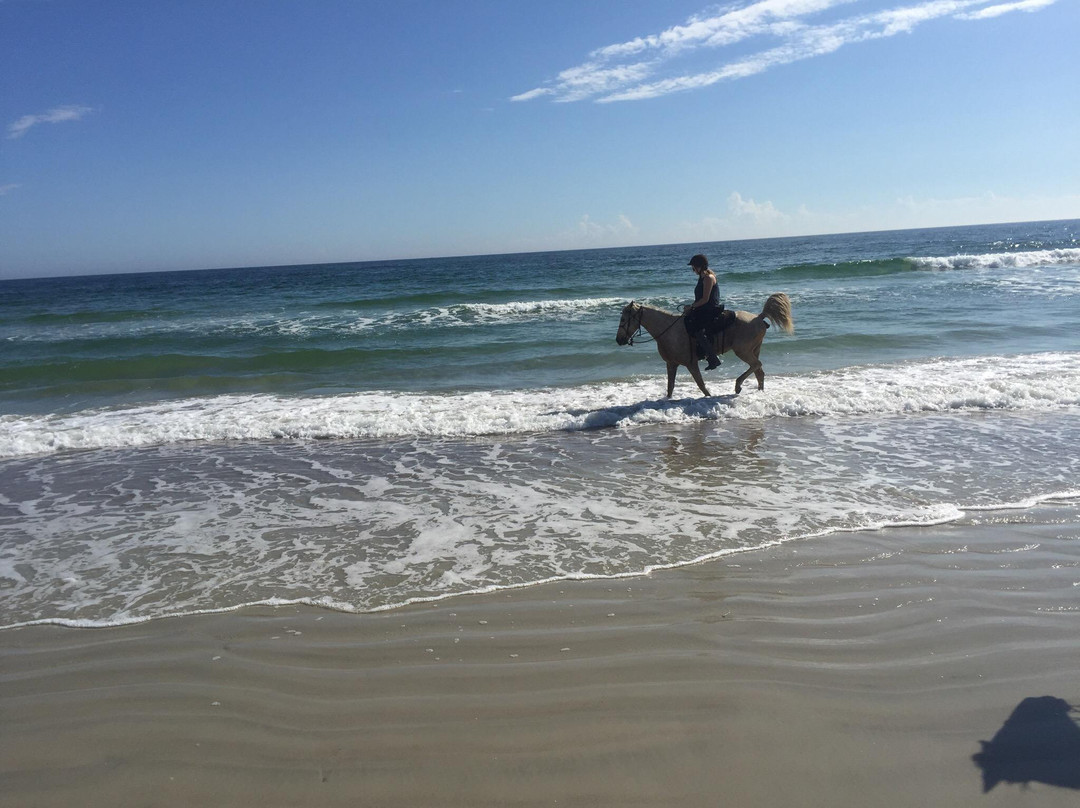 Happy Trails Walking Horses-费尔南迪纳岛必去景点
