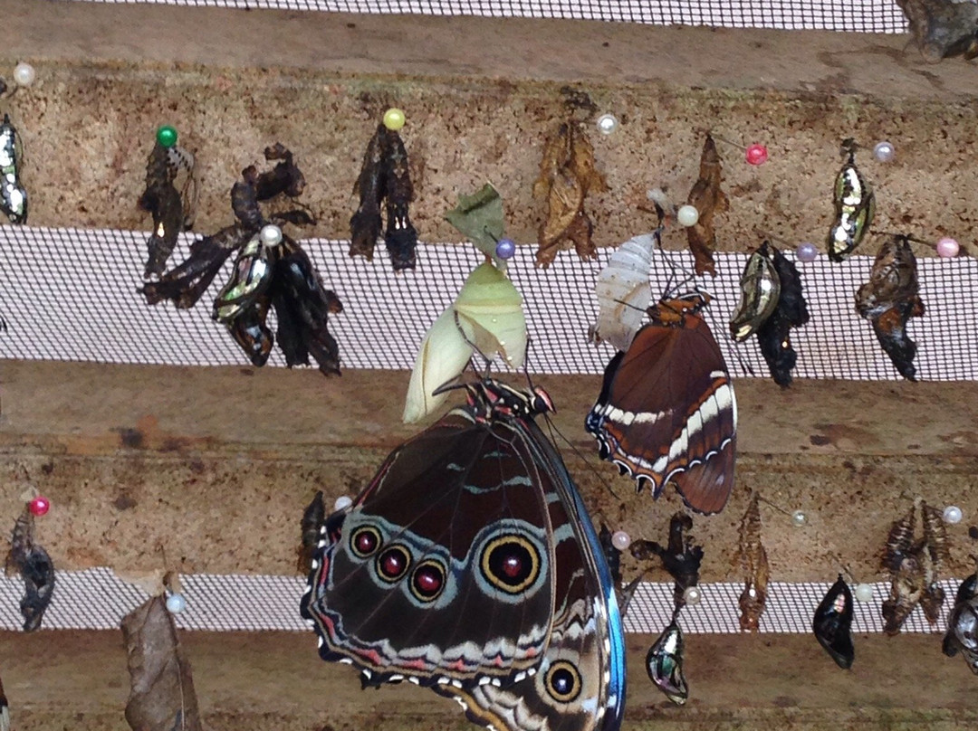 Mariposas de Mindo景点图片