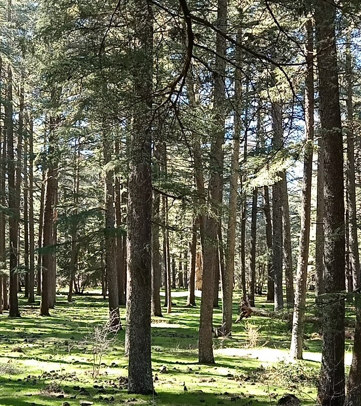 Morocco Unexplored - Private Day Tours-Azrou必去景点