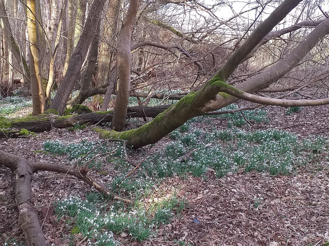 Lynford Arboretum-Mundford必去景点