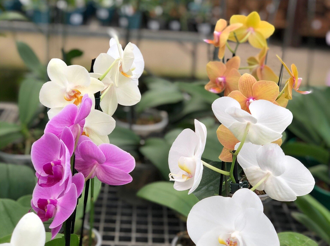 Orquidario Oriental景点图片