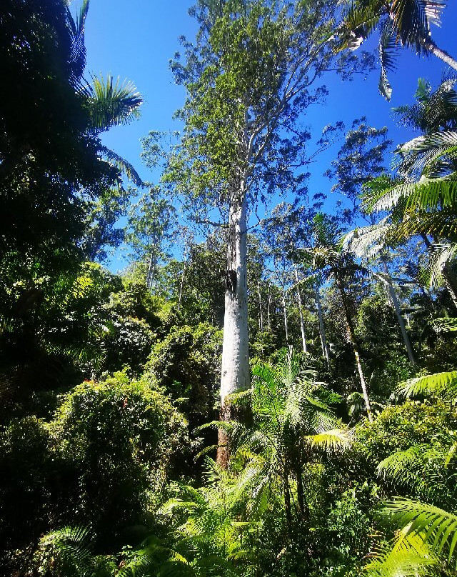 Grandis Picnic Area-Bulahdelah必去景点