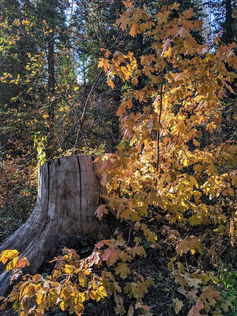 Stewart Falls-日舞必去景点