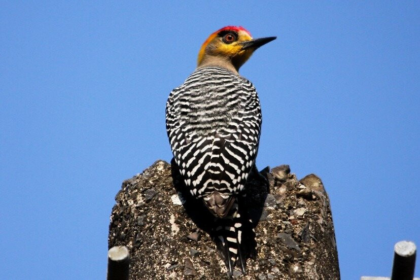 ECOTOURS VALLARTA-San Sebastian del Oeste必去景点