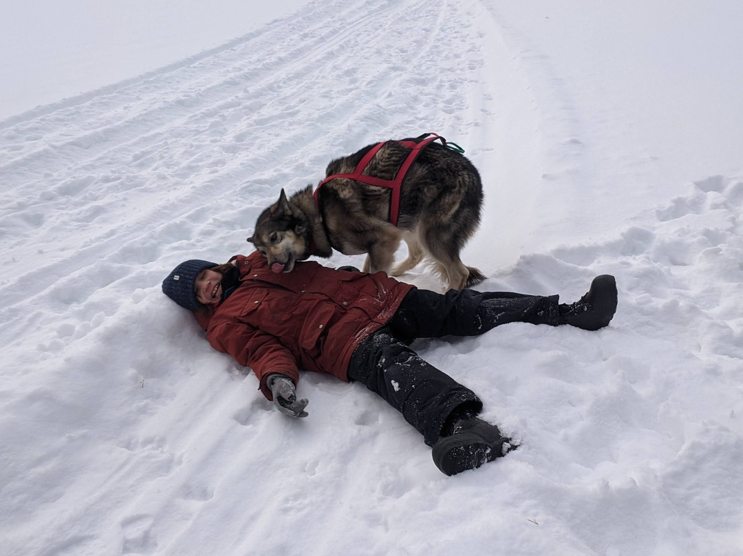 White Wilderness Sled Dog Adventures景点图片