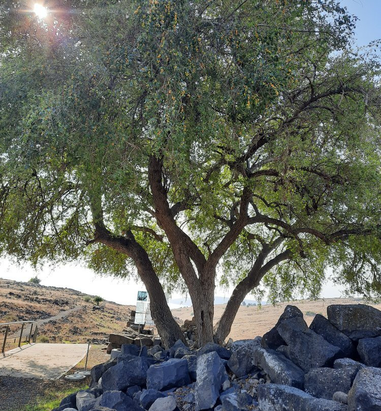 Korazim National Park-Capernaum必去景点