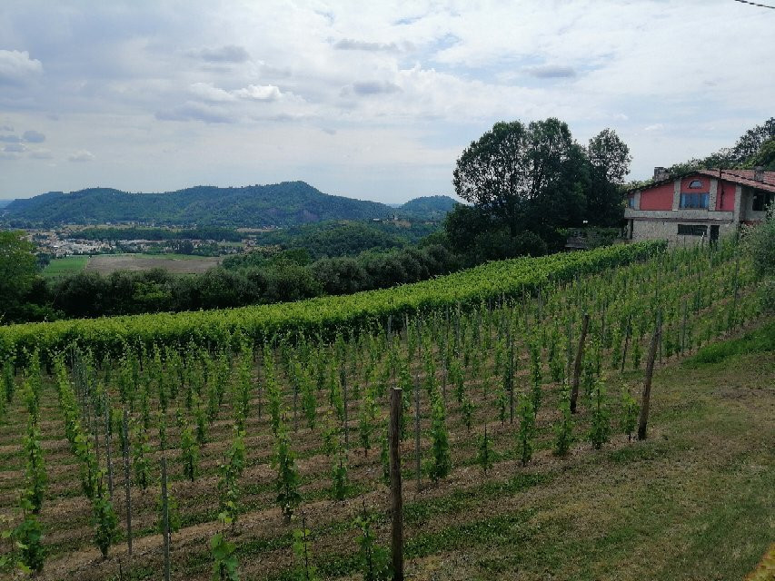 Azienda Vitivinicola "le Querce" Di Beccaro S.s.景点图片